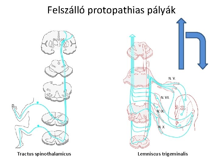 Felszálló protopathias pályák N. VII. N. IX. N. X. Tractus spinothalamicus Lemniscus trigeminalis 
