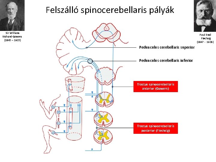 Felszálló spinocerebellaris pályák Sir William Richard Gowers (1845 – 1915) Paul Emil Flechsig (1847