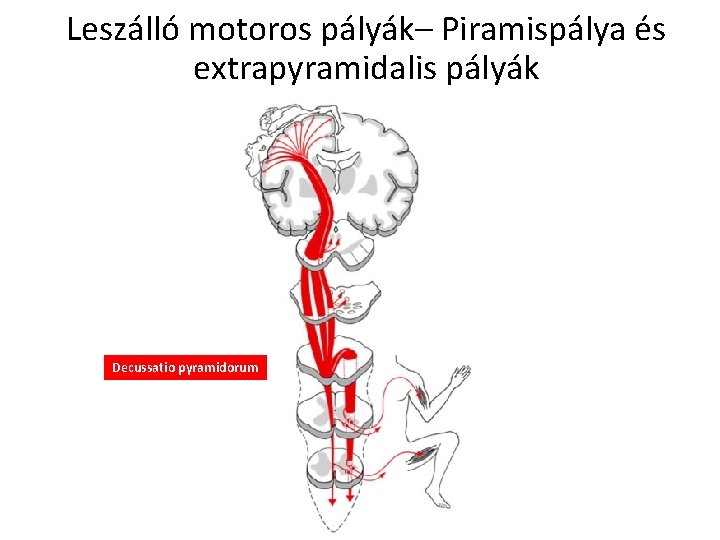 Leszálló motoros pályák– Piramispálya és extrapyramidalis pályák Decussatio pyramidorum 