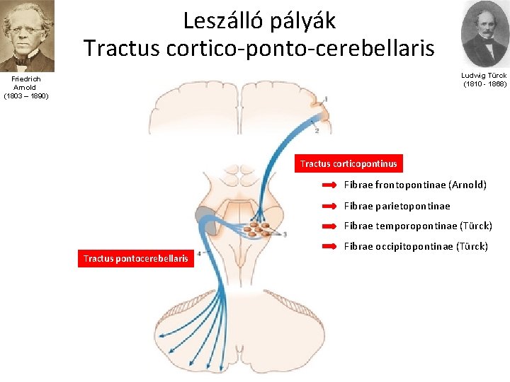 Leszálló pályák Tractus cortico-ponto-cerebellaris Ludwig Türck (1810 - 1868) Friedrich Arnold (1803 – 1890)