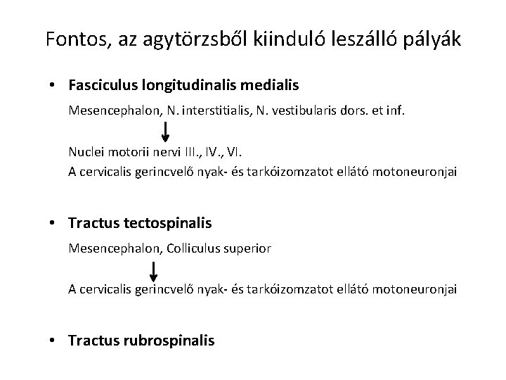 Fontos, az agytörzsből kiinduló leszálló pályák • Fasciculus longitudinalis medialis Mesencephalon, N. interstitialis, N.