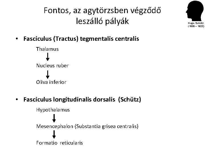 Fontos, az agytörzsben végződő leszálló pályák • Fasciculus (Tractus) tegmentalis centralis Thalamus Nucleus ruber