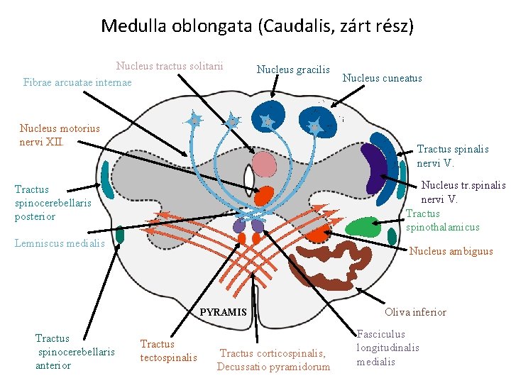 Medulla oblongata (Caudalis, zárt rész) Nucleus tractus solitarii Fibrae arcuatae internae Nucleus gracilis Nucleus