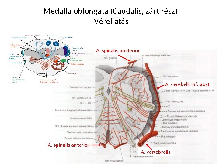 Medulla oblongata (Caudalis, zárt rész) Vérellátás A. spinalis posterior A. cerebelli inf. post. A.