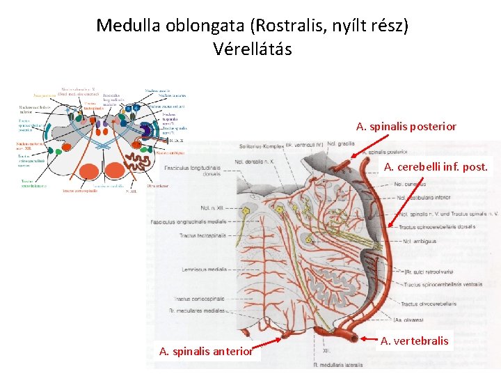 Medulla oblongata (Rostralis, nyílt rész) Vérellátás A. spinalis posterior A. cerebelli inf. post. A.