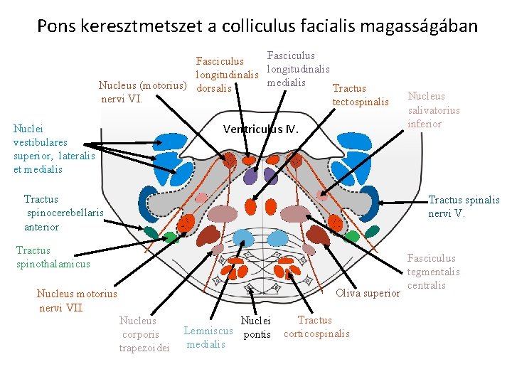 Pons keresztmetszet a colliculus facialis magasságában Fasciculus longitudinalis medialis Nucleus (motorius) dorsalis Tractus nervi