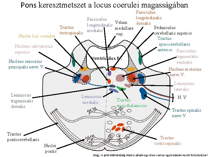 Pons keresztmetszet a locus coerulei magasságában Fasciculus longitudinalis Fasciculus Velum dorsalis longitudinalis Tractus Pedunculus