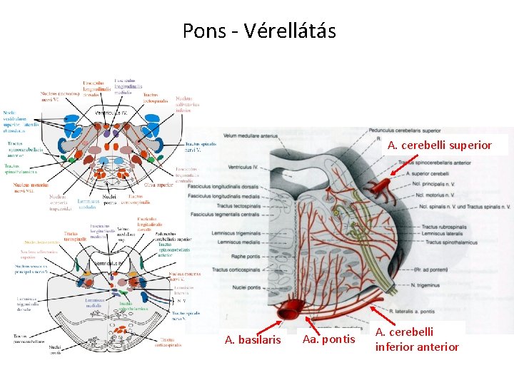 Pons - Vérellátás A. cerebelli superior A. basilaris Aa. pontis A. cerebelli inferior anterior