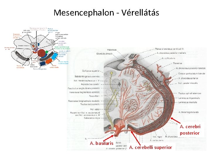 Mesencephalon - Vérellátás A. cerebri posterior A. basilaris A. cerebelli superior 