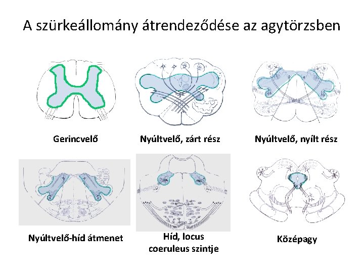 A szürkeállomány átrendeződése az agytörzsben Gerincvelő Nyúltvelő-híd átmenet Nyúltvelő, zárt rész Híd, locus coeruleus