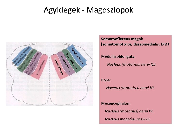 Agyidegek - Magoszlopok Somatoefferens magok (somatomotoros, dorsomedialis, DM) ma So ren ffe s s