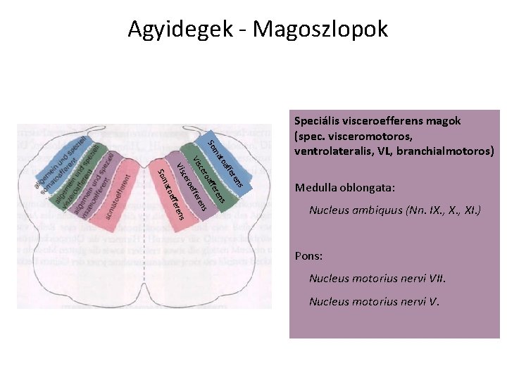Agyidegek - Magoszlopok ren ffe toa s Medulla oblongata: ns Nucleus ambiquus (Nn. IX.