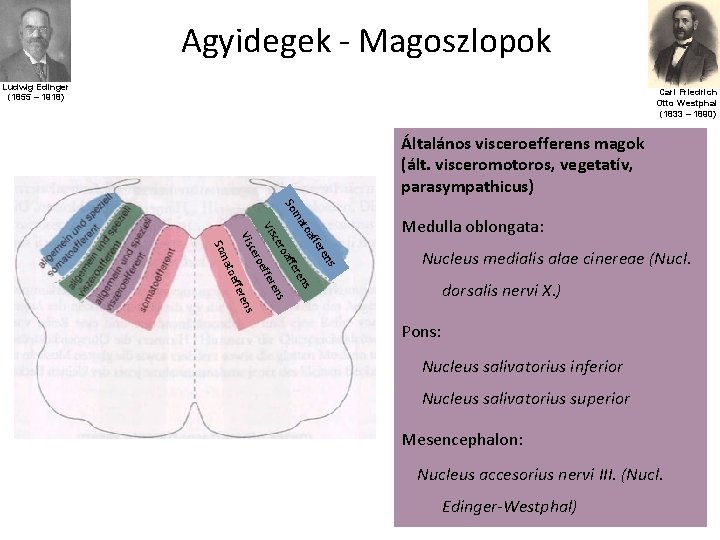 Agyidegek - Magoszlopok Ludwig Edinger (1855 – 1918) Carl Friedrich Otto Westphal (1833 –