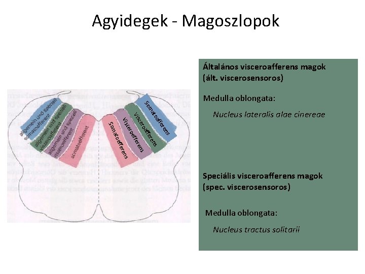 Agyidegek - Magoszlopok Általános visceroafferens magok (ált. viscerosensoros) Nucleus lateralis alae cinereae ren ffe