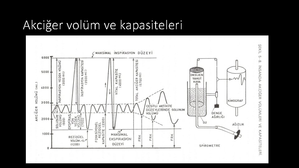 Akciğer volüm ve kapasiteleri 