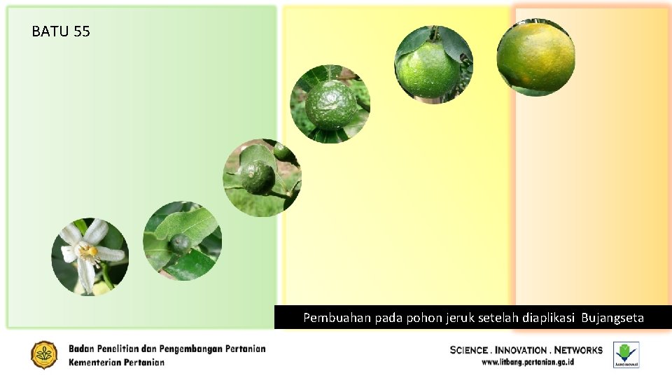 BATU 55 Pembuahan pada pohon jeruk setelah diaplikasi Bujangseta 