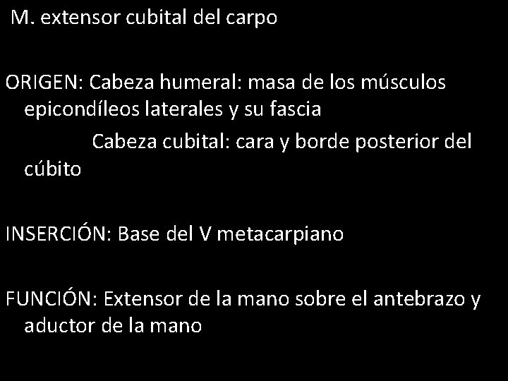 M. extensor cubital del carpo ORIGEN: Cabeza humeral: masa de los músculos epicondíleos laterales