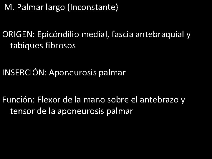 M. Palmar largo (Inconstante) ORIGEN: Epicóndilio medial, fascia antebraquial y tabiques fibrosos INSERCIÓN: Aponeurosis