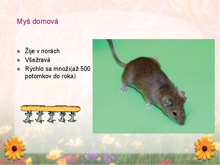 Myš domová Žije v norách Všežravá Rýchlo sa množí(až 500 potomkov do roka) 