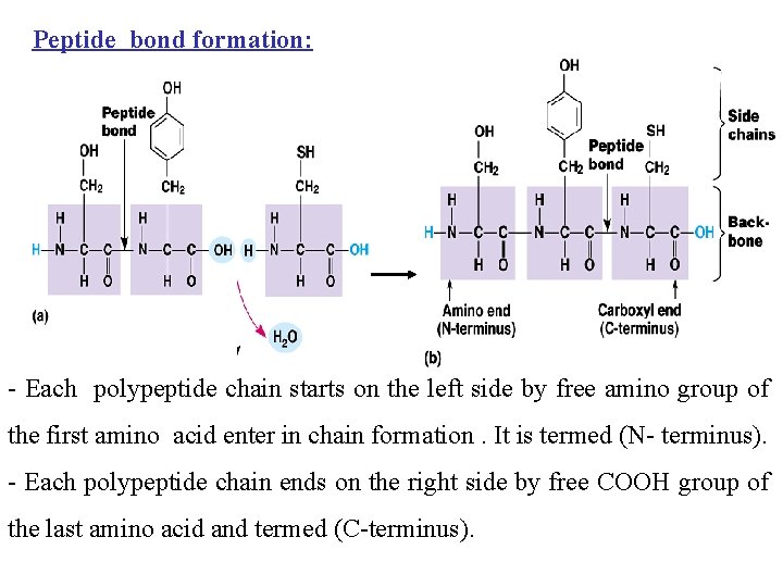 Peptide bond formation: - Each polypeptide chain starts on the left side by free