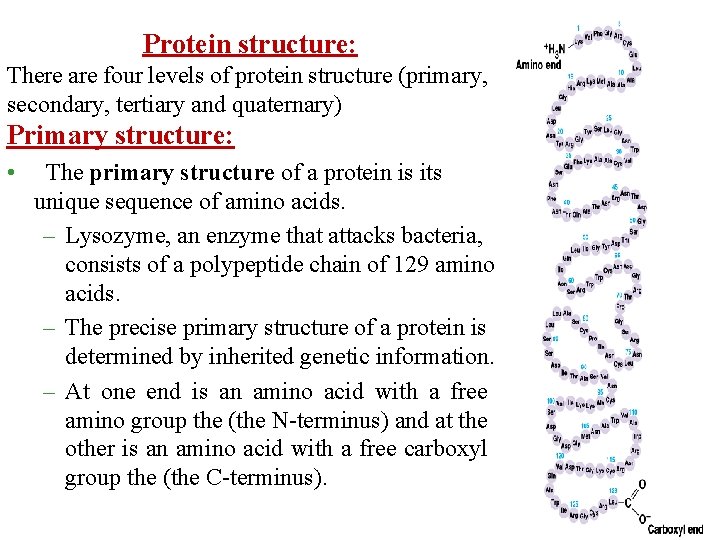 Protein structure: There are four levels of protein structure (primary, secondary, tertiary and quaternary)