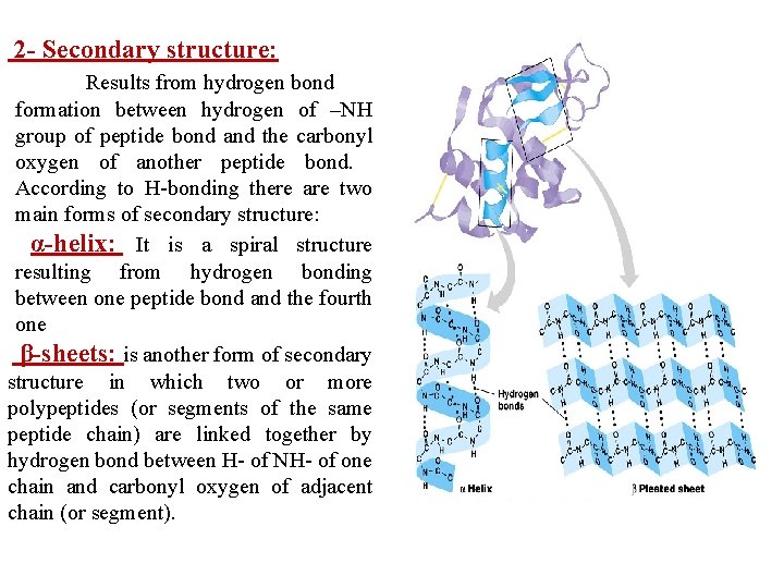 2 - Secondary structure: Results from hydrogen bond formation between hydrogen of –NH group