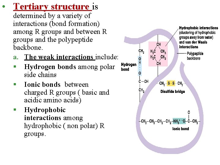 • Tertiary structure is determined by a variety of interactions (bond formation) among