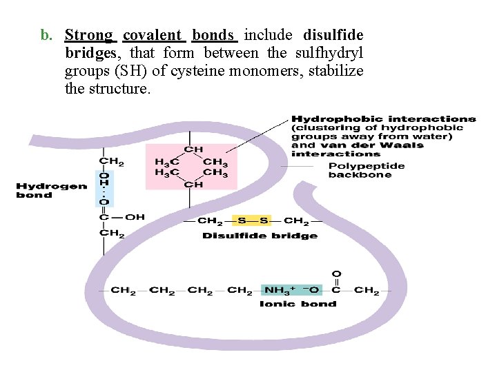 b. Strong covalent bonds include disulfide bridges, that form between the sulfhydryl groups (SH)