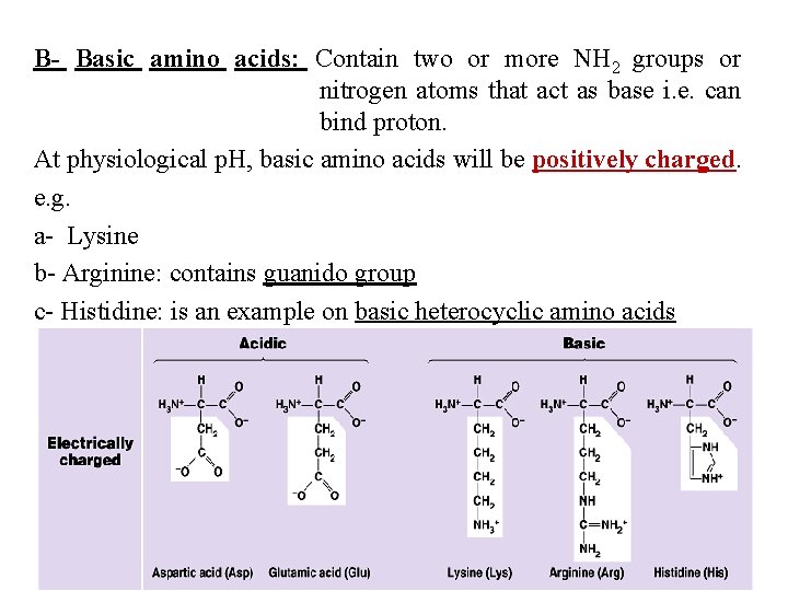 B- Basic amino acids: Contain two or more NH 2 groups or nitrogen atoms