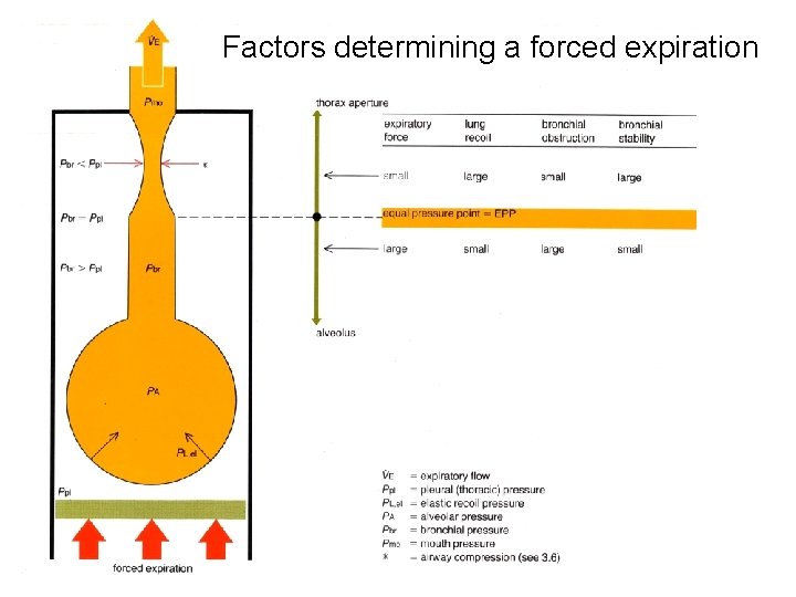 Factors determining a forced expiration 