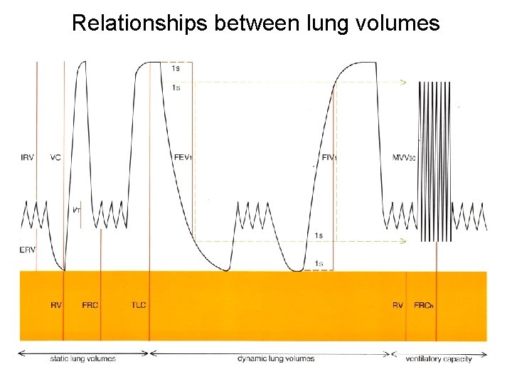 Relationships between lung volumes 