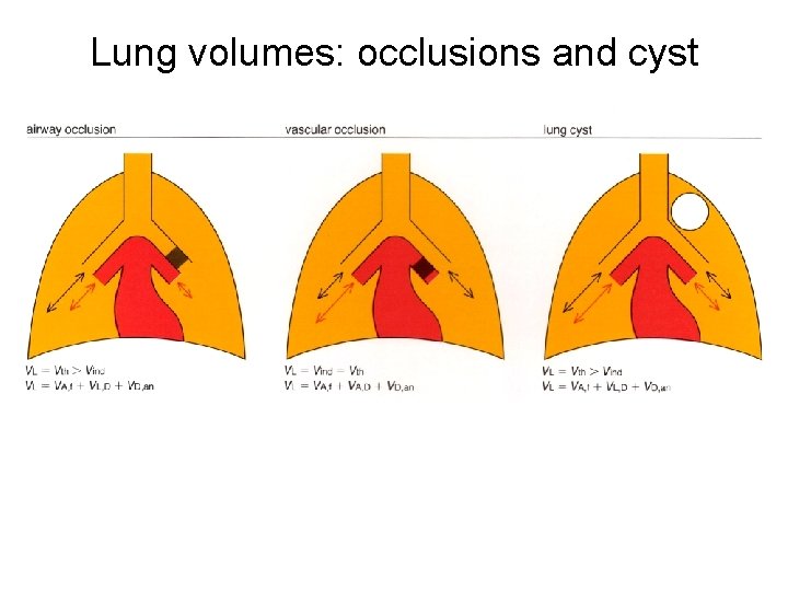 Lung volumes: occlusions and cyst 