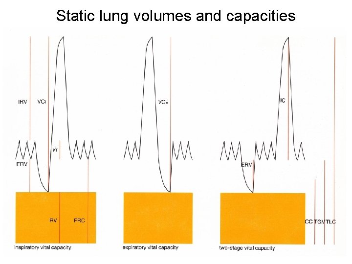 Static lung volumes and capacities 