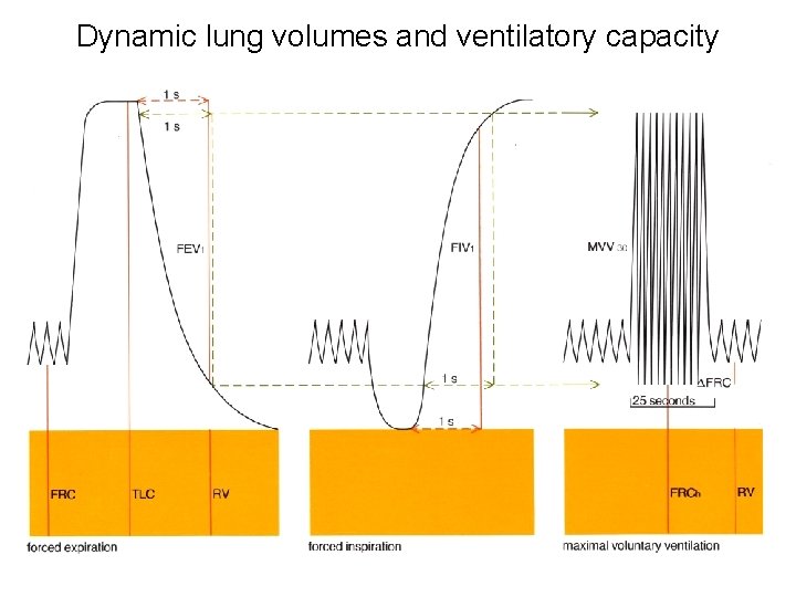 Dynamic lung volumes and ventilatory capacity 