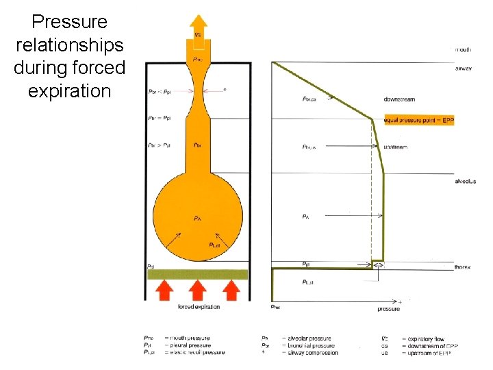 Pressure relationships during forced expiration 