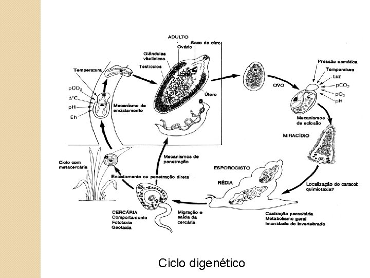 Ciclo digenético 