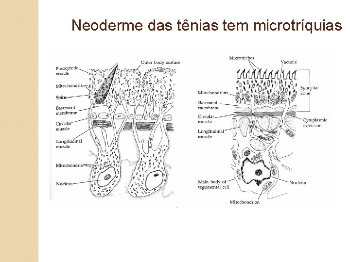 Neoderme das tênias tem microtríquias 