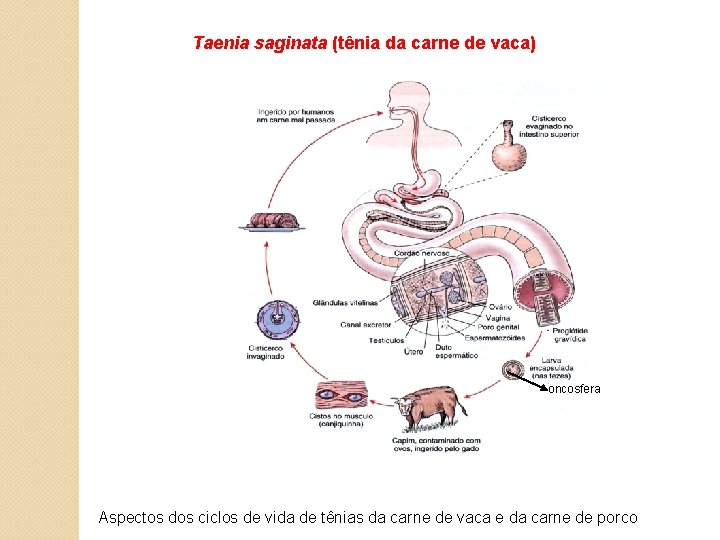 Taenia saginata (tênia da carne de vaca) oncosfera Aspectos dos ciclos de vida de