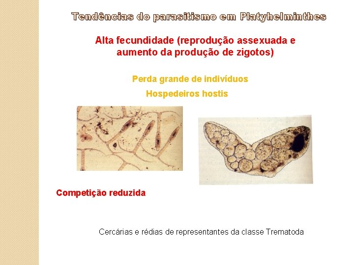 Tendências do parasitismo em Platyhelminthes Alta fecundidade (reprodução assexuada e aumento da produção de