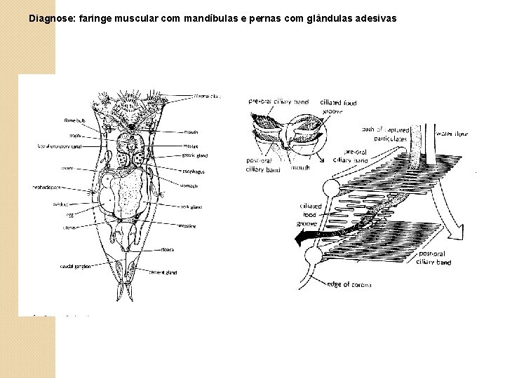 Diagnose: faringe muscular com mandíbulas e pernas com glândulas adesivas 