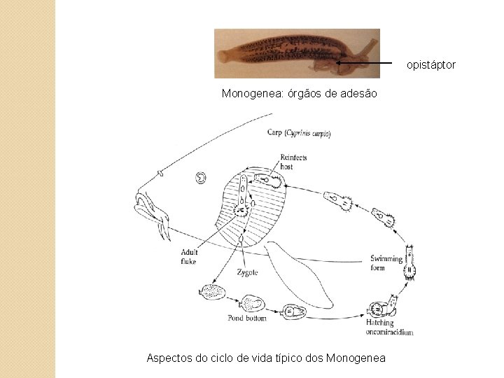 opistáptor Monogenea: órgãos de adesão Aspectos do ciclo de vida típico dos Monogenea 