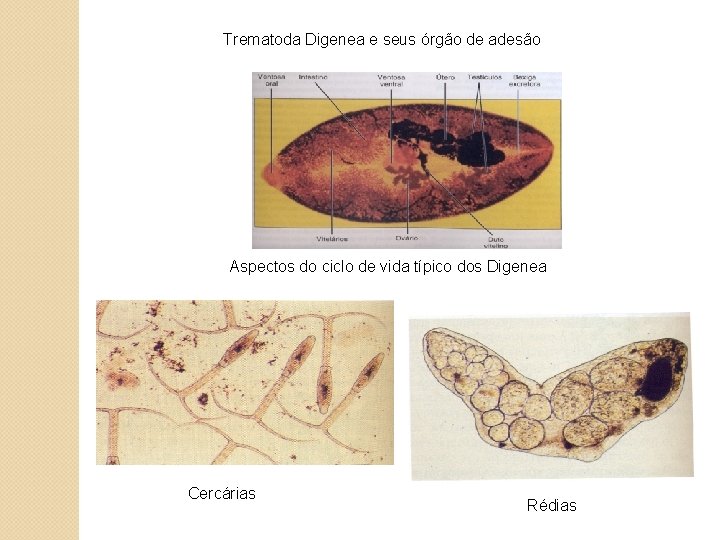 Trematoda Digenea e seus órgão de adesão Aspectos do ciclo de vida típico dos