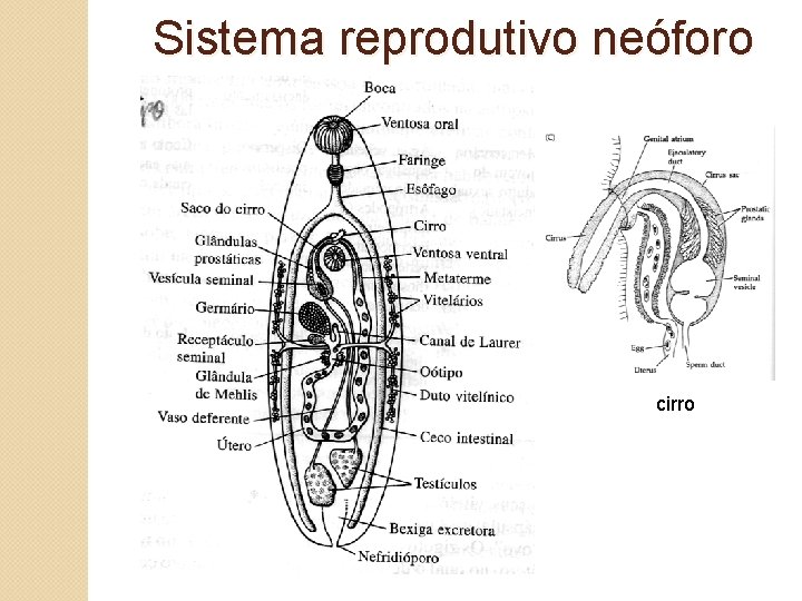 Sistema reprodutivo neóforo cirro 