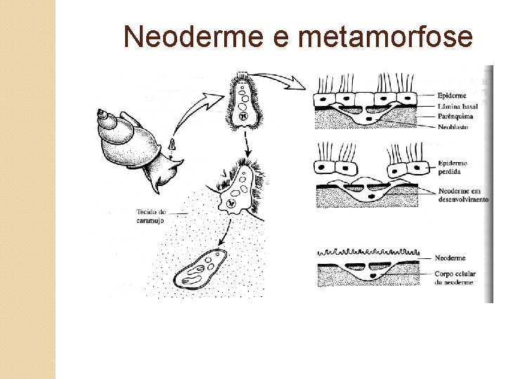 Neoderme e metamorfose 