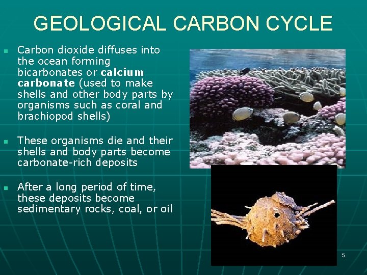GEOLOGICAL CARBON CYCLE n n n Carbon dioxide diffuses into the ocean forming bicarbonates