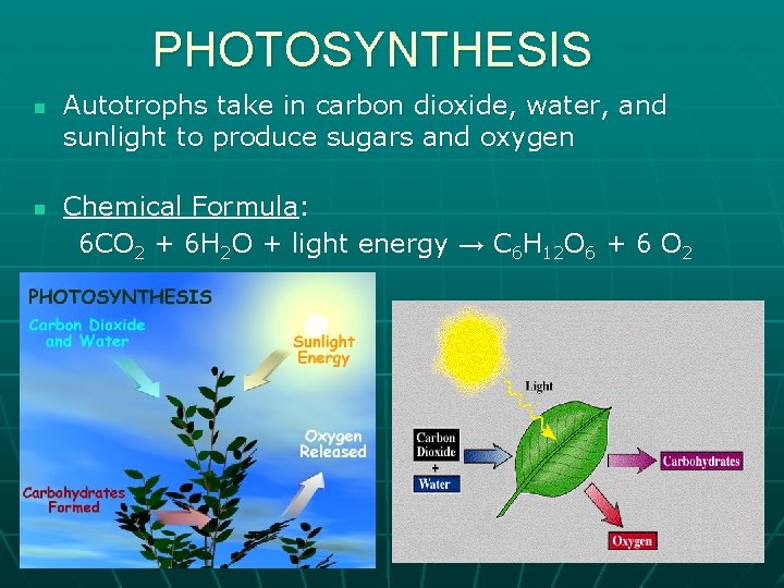 PHOTOSYNTHESIS n n Autotrophs take in carbon dioxide, water, and sunlight to produce sugars