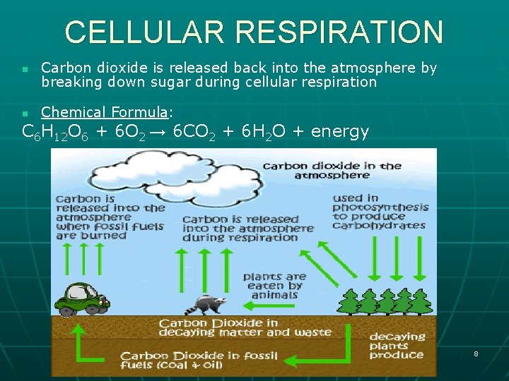 CELLULAR RESPIRATION n Carbon dioxide is released back into the atmosphere by breaking down