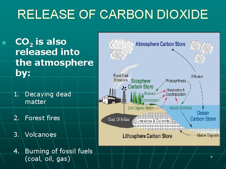 RELEASE OF CARBON DIOXIDE n CO 2 is also released into the atmosphere by: