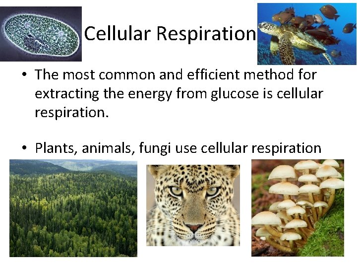 Cellular Respiration • The most common and efficient method for extracting the energy from