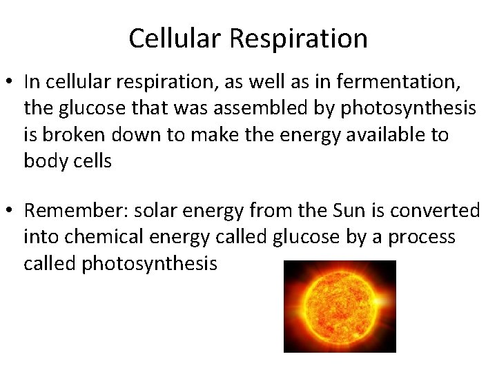 Cellular Respiration • In cellular respiration, as well as in fermentation, the glucose that
